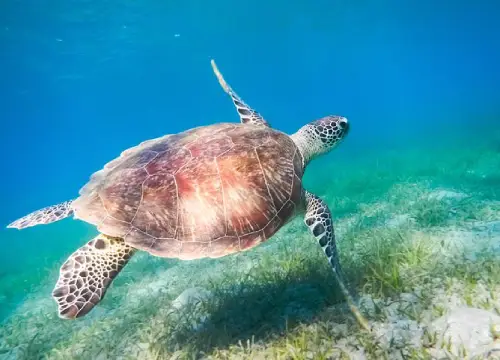 Abu Dabab Bay National Park Swim with Turtles from Hurghada