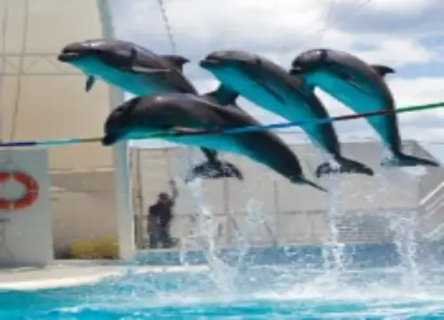 Dolphin Show